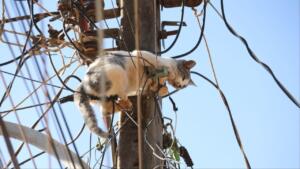 ‘Gato-aranha’? Felino fica preso em fiação e mobiliza resgate no bairro São Conrado