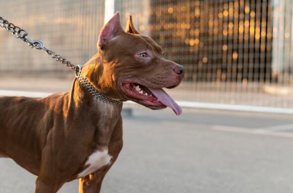 Pit bull de cor caramelo. (Foto: Reprodução, Magnific)