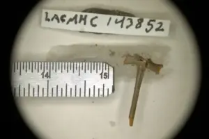 Escavações encontram ossos de sapo extinto da era glacial em Los Angeles