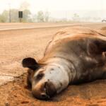 Atropelamento de antas em rodovias registra 51 mortes nos últimos 13 anos em MS