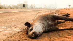 Em 13 anos, 51 pessoas morreram em acidentes com antas nas rodovias de Mato Grosso do Sul