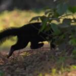 irara pantanal