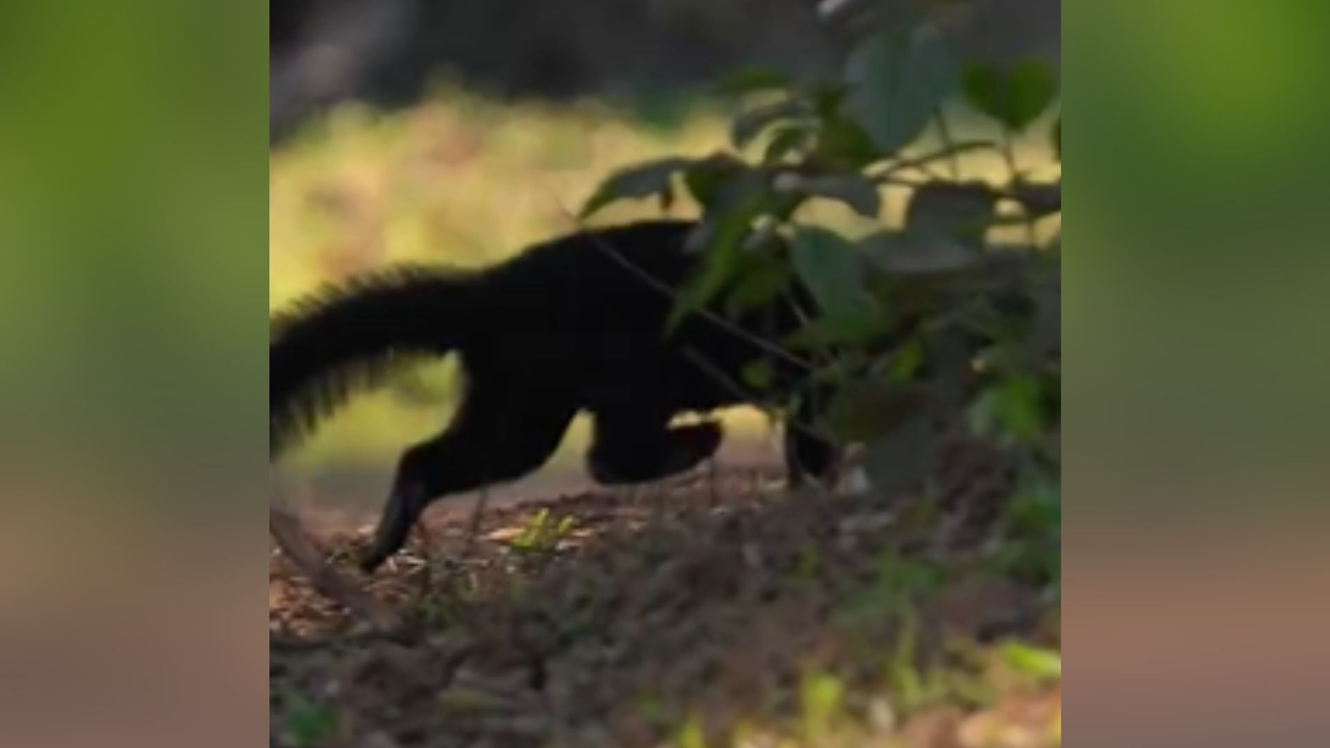 irara pantanal
