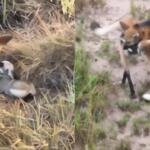 Fofura: pai lobo-guará ajuda a proteger e alimentar os filhotes no Cerrado