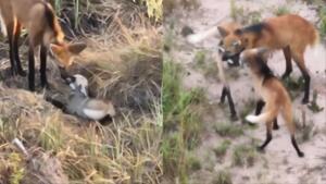 Fofura: pai lobo-guará ajuda a proteger e alimentar os filhotes no Cerrado