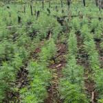 Senad destrói 5 hectares de plantações de maconha na fronteira