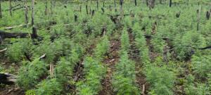 Senad destrói 5 hectares de plantações de maconha na fronteira