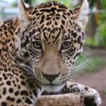 ‘Ex-atriz’, onça-pintada que interpretou Maria Marruá na novela ‘Pantanal’ será mãe
