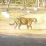 Em meio a ataques de onças em Corumbá, veterinário critica imagem de IA: ‘Não espalhe medo’