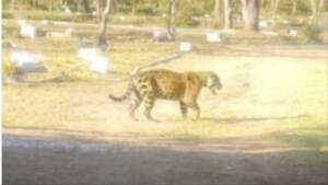 Em meio a ataques de onças em Corumbá, veterinário critica imagem de IA: ‘Não espalhe medo’