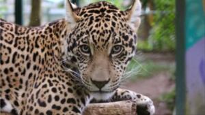 ‘Ex-atriz’, onça-pintada que interpretou Maria Marruá na novela ‘Pantanal’ será mãe