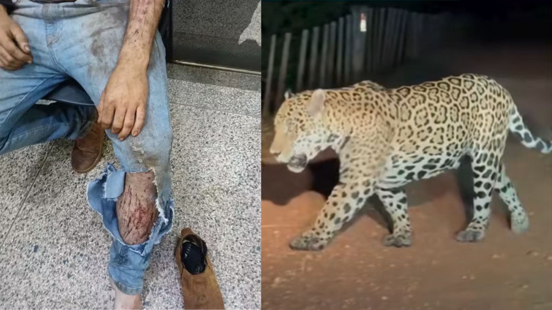 onça ataque novo
