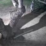 VÍDEO: Onça ataca cachorro em sítio perto de escola em Corumbá