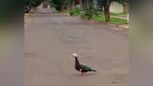 pato perdido rua 2