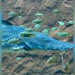 peixe adriano bioparque