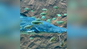 peixe adriano bioparque