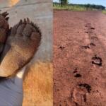 Urso ou IA? Saiba de quem são as patinhas fofas que deixam pegadas em área rural de Campo Grande