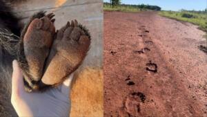 Urso ou IA? Saiba de quem são as patinhas fofas que deixam pegadas em área rural de Campo Grande
