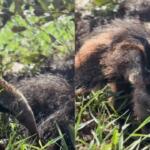 Filhote passeia para descobrir o Cerrado de MS enquanto mamãe tamanduá-bandeira dorme