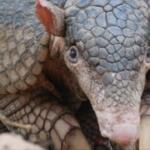 Quer apadrinhar? Campanha busca nome para tatu-canastra monitorado em Mato Grosso do Sul