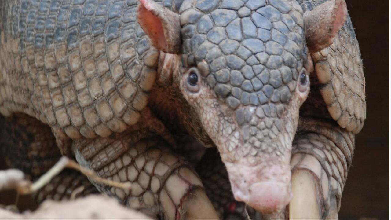 Quer apadrinhar? Campanha busca nome para tatu-canastra monitorado em Mato Grosso do Sul