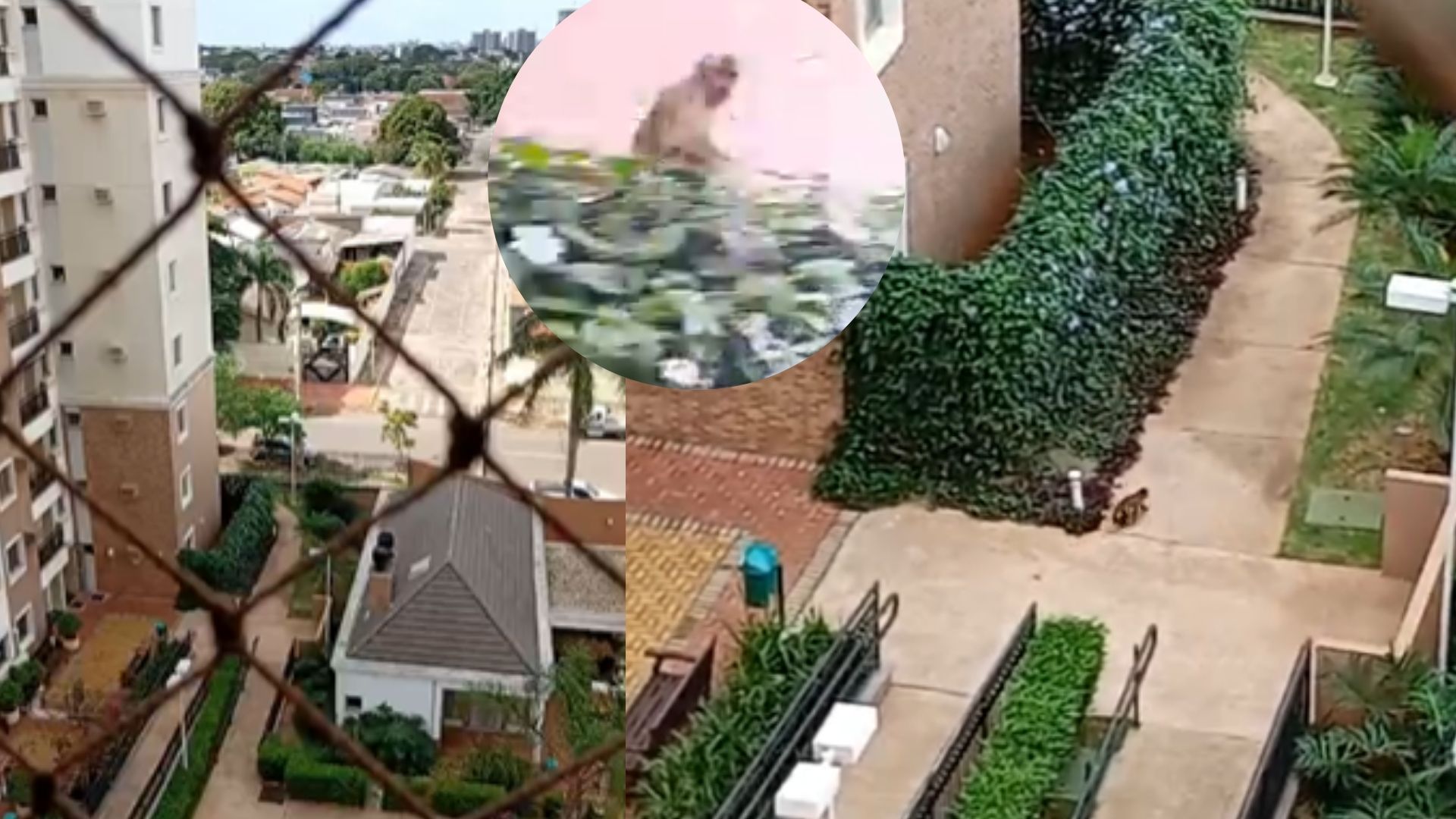 tem um macaco aqui no predio em campo grande
