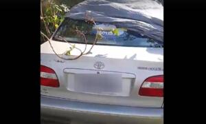 VÍDEO: Corolla roubado é encontrado ‘depenado’ em região de mata no Guanandi