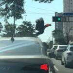 tucano transito de campo grande