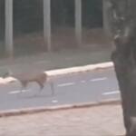 Fofura: filhote de veado é visto atravessando pista no Parque dos Poderes