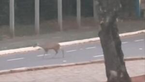 Fofura: filhote de veado é visto atravessando pista no Parque dos Poderes