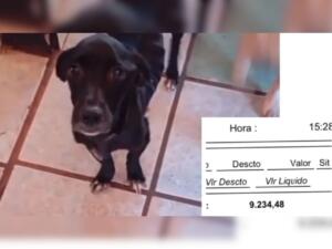 Abandonada prenhe, cadela diabética precisa de ajuda para tratamento