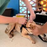 Consultório Móvel chega no Maria Aparecida Pedrossian com atendimentos veterinários gratuitos na segunda-feira