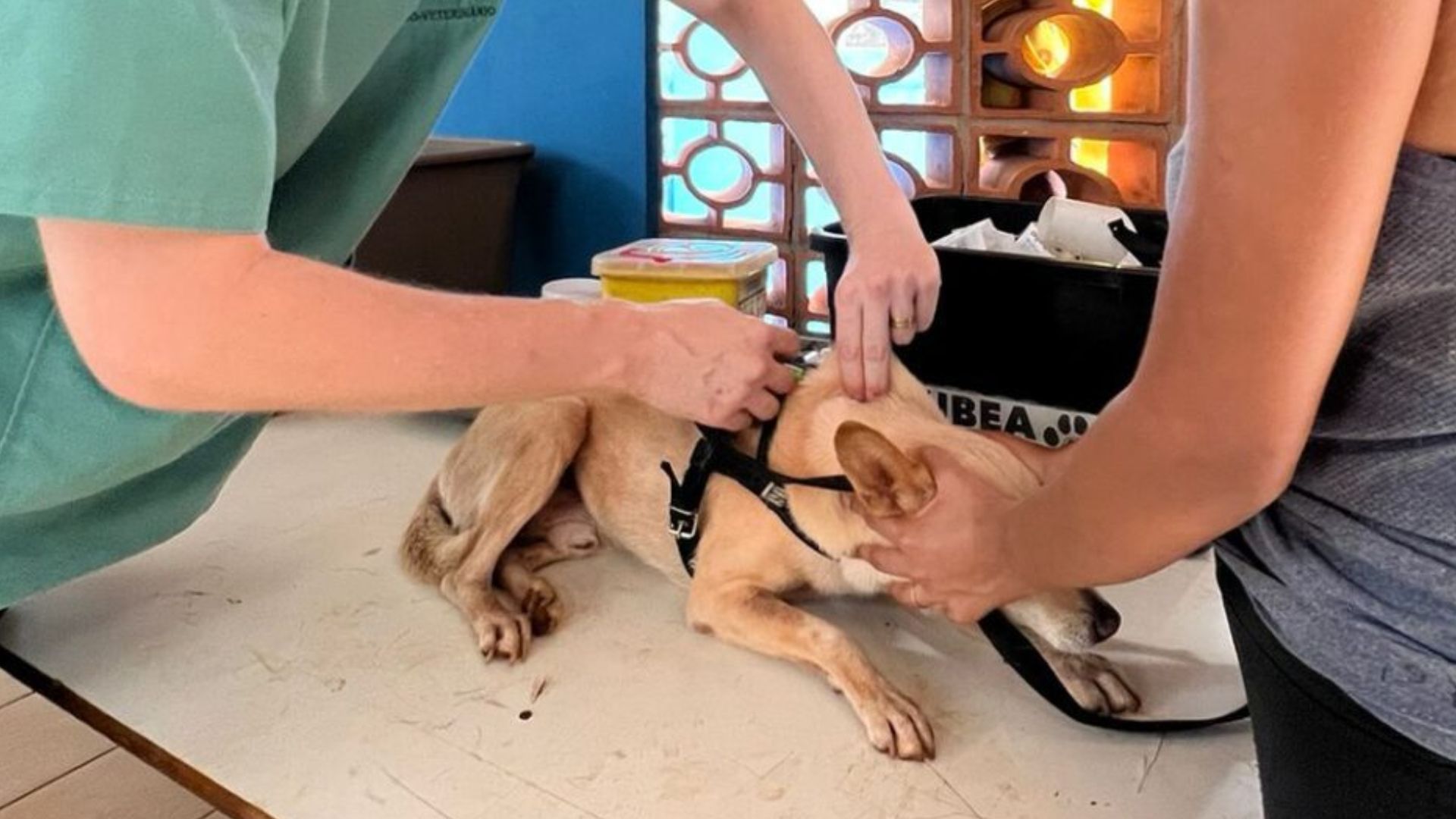 Consultório Móvel chega no Maria Aparecida Pedrossian com atendimentos veterinários gratuitos na segunda-feira