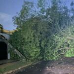 Árvore tomba sobre fiação, quebra poste e bloqueia rua no Parque dos Novos Estados