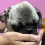 Mulher é presa por maus-tratos contra cachorro em Aquidauana
