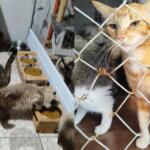 Com 132 animais, protetora pede ajuda para manter abrigo após queda nas doações