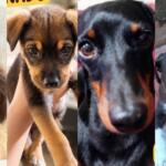 Cadê meu doguinho? Famílias procuram por cães desaparecidos em Campo Grande