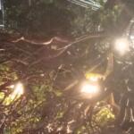 Árvore cai sobre carro e motorista é resgatado por motoentregador na Av. Fernando Corrêa da Costa