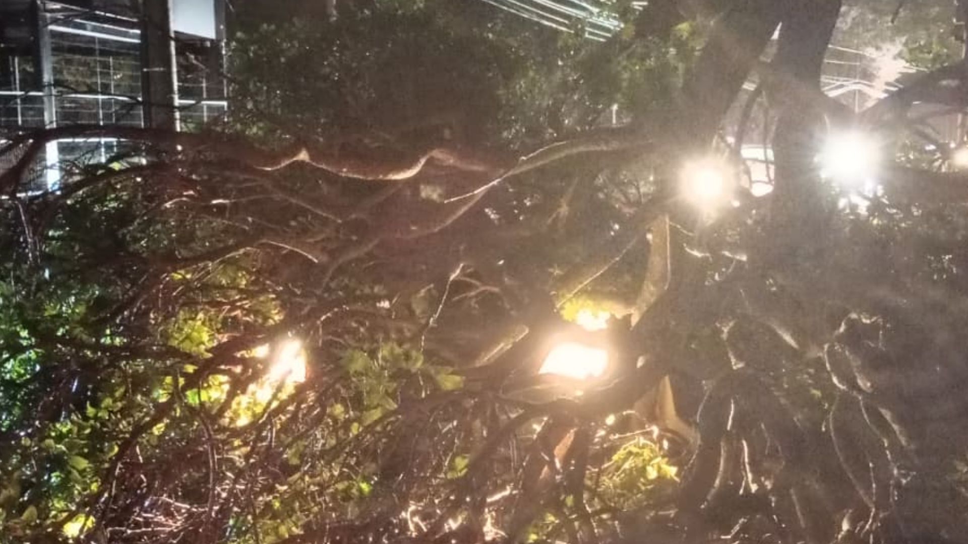 Árvore cai sobre carro e motorista é resgatado por motoentregador na Av. Fernando Corrêa da Costa