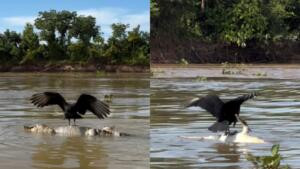 Tirando onda ou passando sufoco? Abutre ‘gira’ jacaré na água e cena chama a atenção