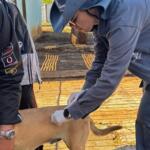 Campo Grande terá vacinação contra raiva neste fim de semana
