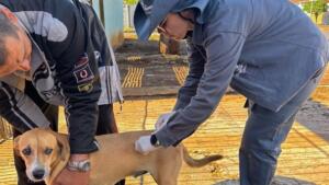 Campo Grande terá vacinação contra raiva neste fim de semana