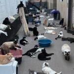 ONG pede ajuda para evitar fechamento e garantir cuidado para mais de 300 gatos