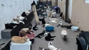 ONG pede ajuda para evitar fechamento e garantir cuidado para mais de 300 gatos
