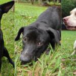 CCZ procura por tutores de três cães resgatados em bairros de Campo Grande