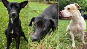 CCZ procura por tutores de três cães resgatados em bairros de Campo Grande