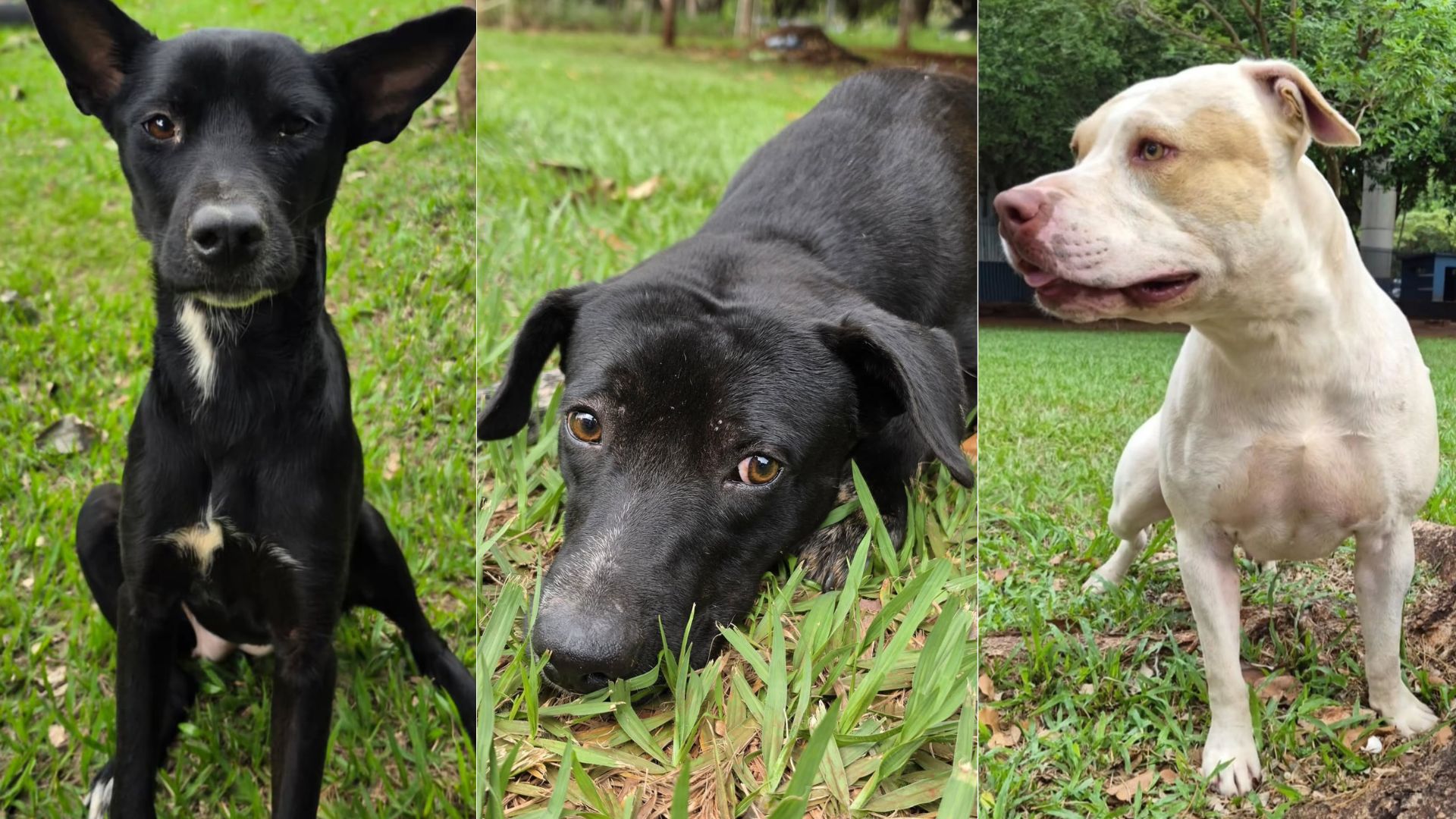 CCZ procura por tutores de três cães resgatados em bairros de Campo Grande