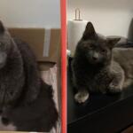 Tutor oferece recompensa por gatinho desaparecido há quase um mês no Tijuca