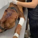 Criança de 3 anos morre após ser atacada por pit bull do companheiro da mãe no RJ