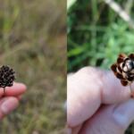 Conhece? Flor diferentona chama atenção por ‘desabrochar’ depois de secar; entenda como isso acontece